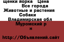 щенки йорка › Цена ­ 15 000 - Все города Животные и растения » Собаки   . Владимирская обл.,Муромский р-н